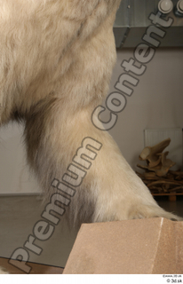 Polar bear leg 0014.jpg